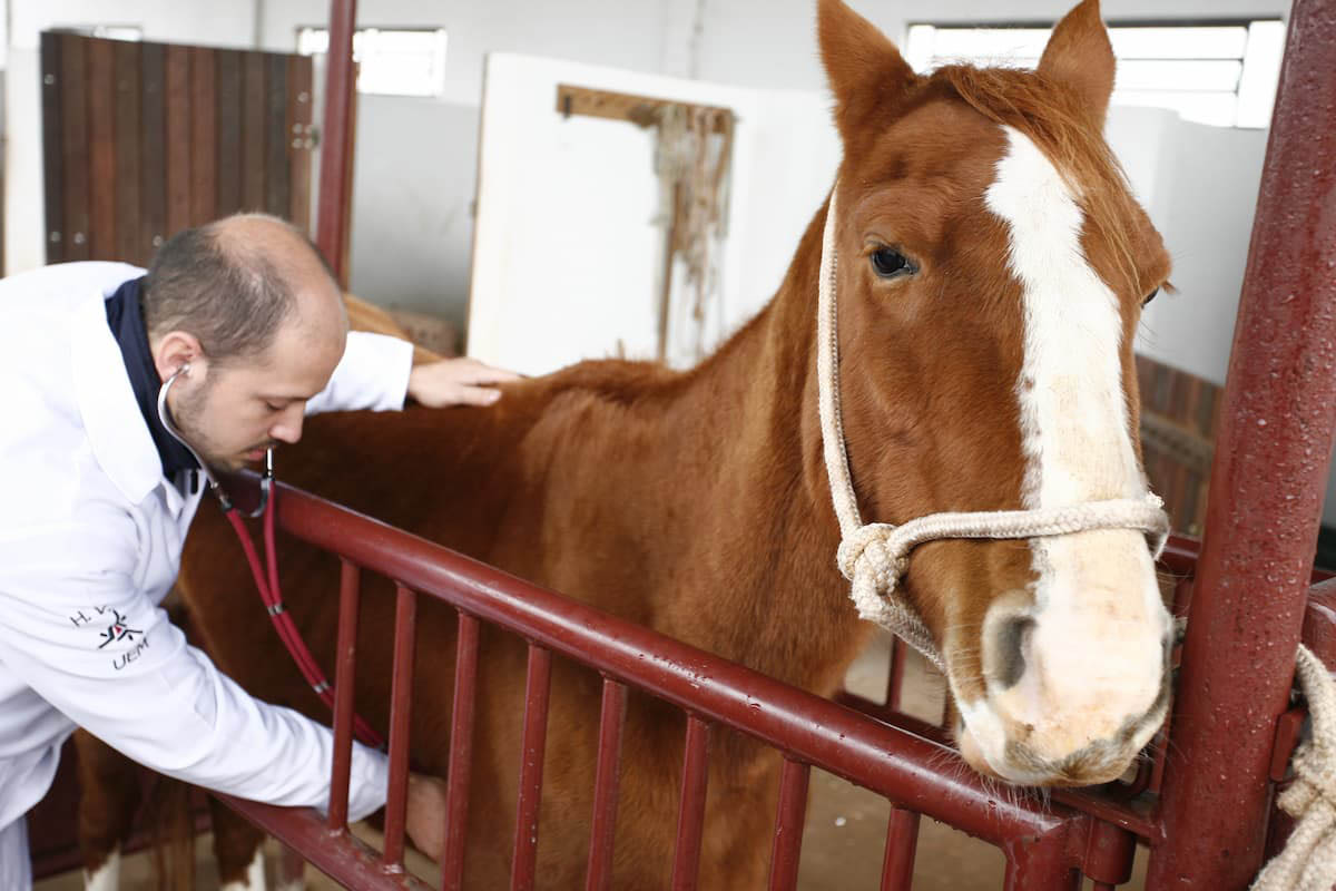 Com mais de 16 mil animais atendidos, Hospital Veterinário da UEM celebra duas décadas