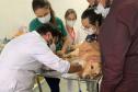 Laboratório da UEL busca novos doadores de sangue para transfusão em cães