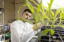 Projeto da UEM aproveita bagaço de cana-de-açúcar para aumentar produção de etanol