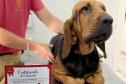 Ação do Corpo de Bombeiros incentiva doação de sangue canino para salvar vidas