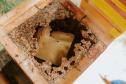 Com apoio do Estado, projeto que estimula produção de mel em Morretes completa um ano