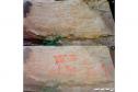 Grupo da UEPG mapeia 1,2 mil pinturas rupestres na Escarpa Devoniana