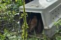 IAT devolve à natureza tamanduá-mirim encontrado por moradores em General Carneiro
