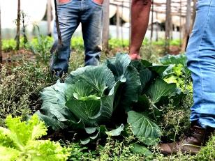 Agricultores familiares adotam soluções tecnológicas para atender consumidores de orgânicos no Paraná