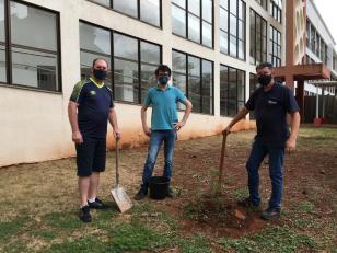 Pessoas plantando árvore 