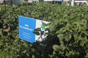 IDR-Paraná apresenta cultivares de mandioca, soja e maracujá ao setor produtivo em Cascavel