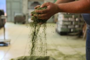 Oficina vai orientar produtores de erva-mate do Paraná na busca por novos mercados