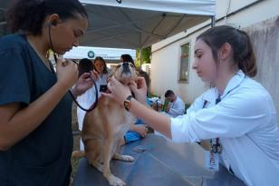 Hospital Veterinário da UEL atende mais de 500 cães em campanha de vacinação