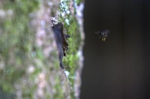 Pesquisadores da Unicentro e Unesp estudam "efeitos de borda" em vespas e abelhas