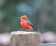 Alunos da UENP catalogam aves em Bandeirantes para incentivar a preservação