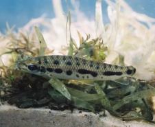 Pesquisadores da UEL investigam duas novas espécies de peixes fluviais