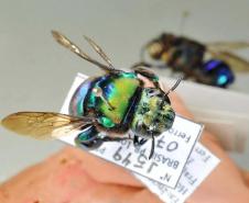 Pesquisadores da UEL monitoram populações e espécies de abelhas na Mata dos Godoy e cafezais