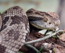Estudo da UEL relaciona fatores ambientais de risco e acidentes com serpentes no Paraná