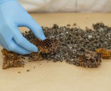 Com apoio do Tecpar, Estado reforça ações para combater mortandade de abelhas