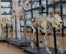 Após modernização e inclusão de QRCodes, UEL reabre Museu de Anatomia para visitação