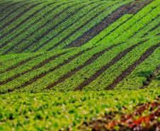 Com foco na produção orgânica, Estado lança aplicativo para auxiliar agricultores