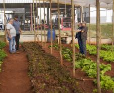 Projeto de extensão da UEM promove cultivo de alimentos para pessoas em recuperação