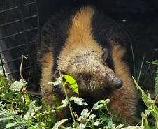 IAT devolve à natureza tamanduá-mirim encontrado por moradores em General Carneiro