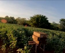 Com apoio do IDR-PR, abelhas produzem mel e aumentam produção de grãos no Noroeste