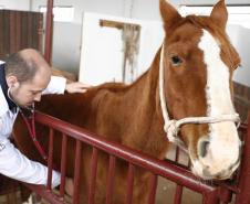 Localizado em Umuarama, HVU projeta expansão na infraestrutura e no atendimento a animais de pequeno e grande porte