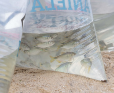 Estado repovoa Parque Passaúna em Curitiba com meio milhão de peixes nativos
