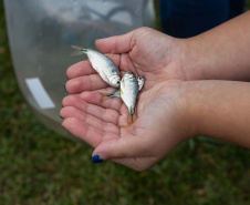 Estado repovoa Parque Passaúna em Curitiba com meio milhão de peixes nativos
