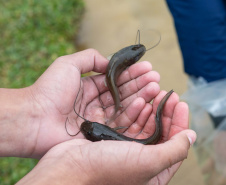 Estado repovoa Parque Passaúna em Curitiba com meio milhão de peixes nativos