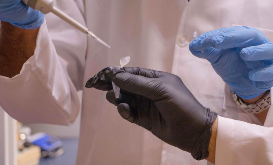 Universidades estaduais do Paraná aprofundam pesquisa sobre alimentação de vacas e qualidade do leite