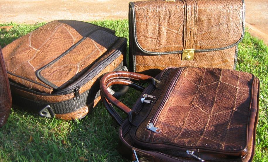 Tilápia vira vestuário, material hospitalar e suplemento alimentício em laboratório da UEM