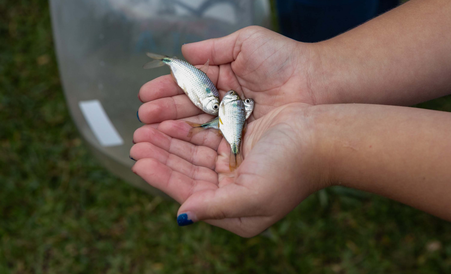 Estado repovoa Parque Passaúna em Curitiba com meio milhão de peixes nativos